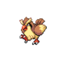 016 Pidgey icon